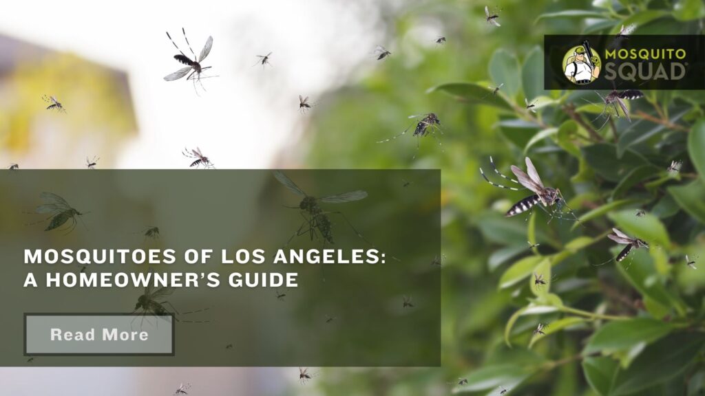 Mosquitoes Los Angeles Homeowner Guide