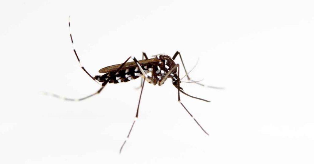 Invasive Aedes Mosquitoes