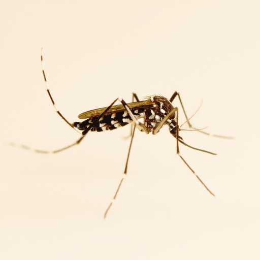 Aedes albopictus Asian Tiger Mosquito