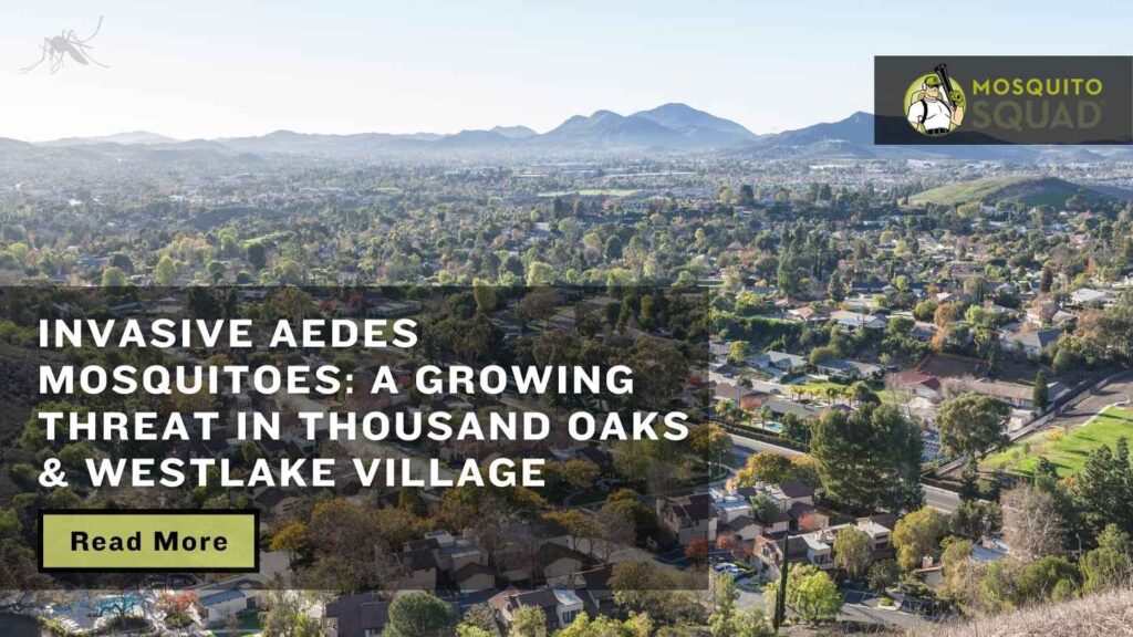 Westlake Village Thousand Oaks Battle Against Aedes Mosquitoes