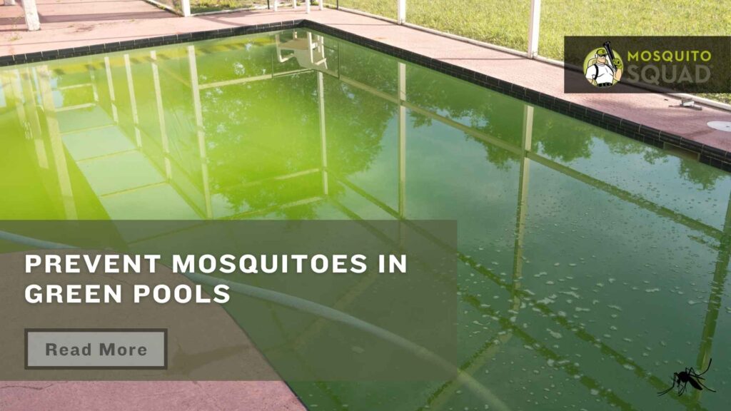 Green pools mosquitoes Los Angeles